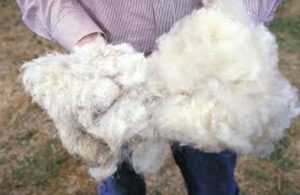 پشم با کیفیت گوسفند