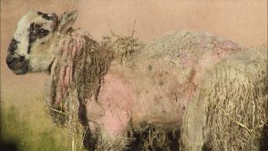 بیماری کپلک در گوسفند