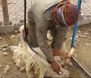 پشم چینی گوسفند با دستگاه برقی